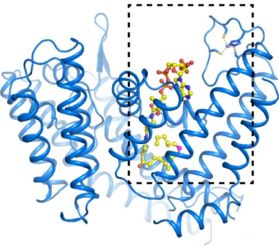 Overall structure of the studied complex PORCN with palmitoleoyl-CoA. 