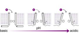 Single-atom calatyst for electrochemical water splitting