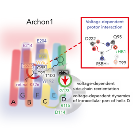Schematic representation of the voltage-sensing mechanism in Archon1.