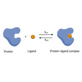 Scheme of protein–ligand binding. 