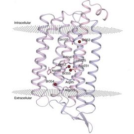 3D-image of the studied chloride ion pump (NmHR) showing the overall secondary structure.