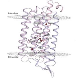 3D-image of the studied chloride ion pump (NmHR) showing the overall secondary structure.