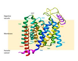 picture of Plasmodium falciparum chloroquine resistance transporter with E207