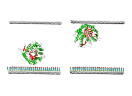 CECAM Workshop on "Immobilizing peptides and proteins: Interplay between theoretical and experimental approaches"