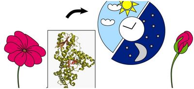 How does a flower know it is time to bloom? Studies on light-sensing proteins, with Sabine Oldemeyer 