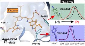 Investigating the structural changes of Phytochrome Agp2