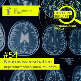 episode 54: Neuroscience: Repair mechanisms in the brain