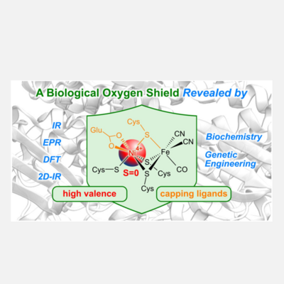 UniSysCat researchers reveal a unique mechanism by which an NAD+-reducing [NiFe] hydrogenase becomes more tolerant to oxygen.