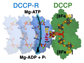 Complex of  the double-cubane cluster protein and its associated metalloenzyme
